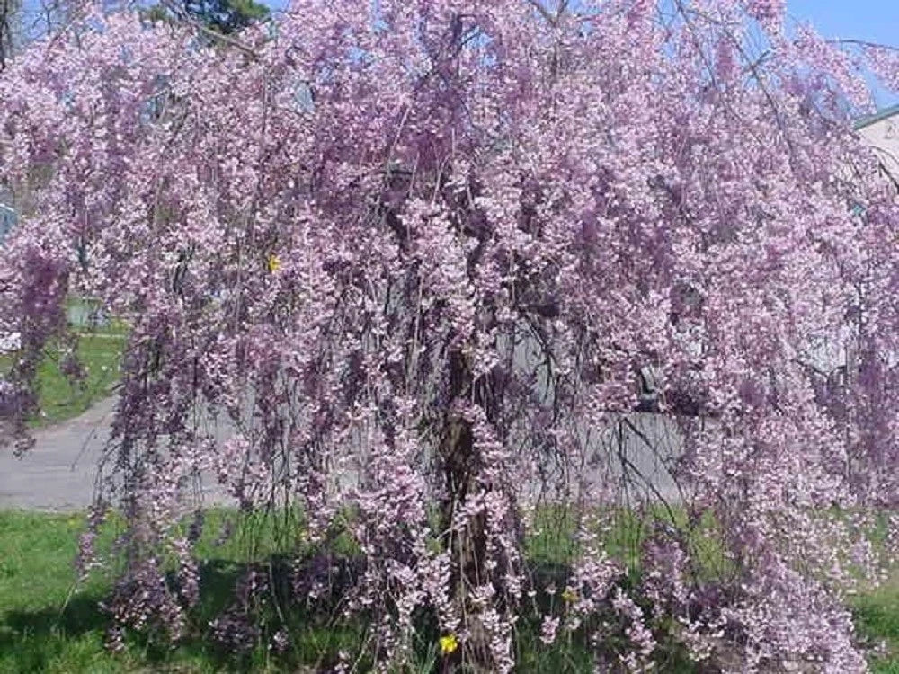Purple Willow Seeds - Salix purpurea - Weeping Tree for Garden, Landscape, Ornamental, 5 Seeds