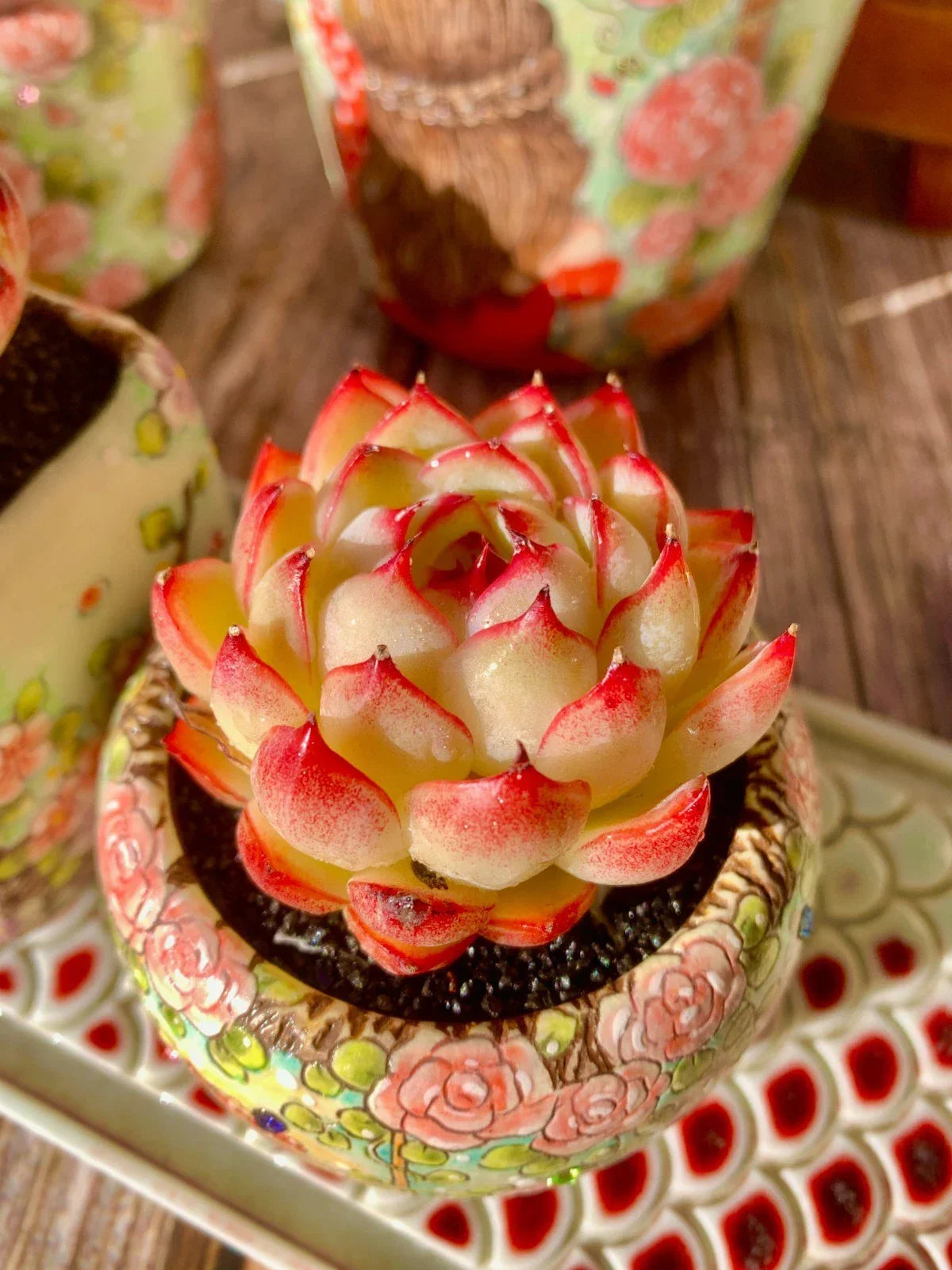 Succulent Plant Wedding Favors - Bare Root Soul Fairy Echeveria Succulent - Easy Care, Low Maintenance, Perfect for Events