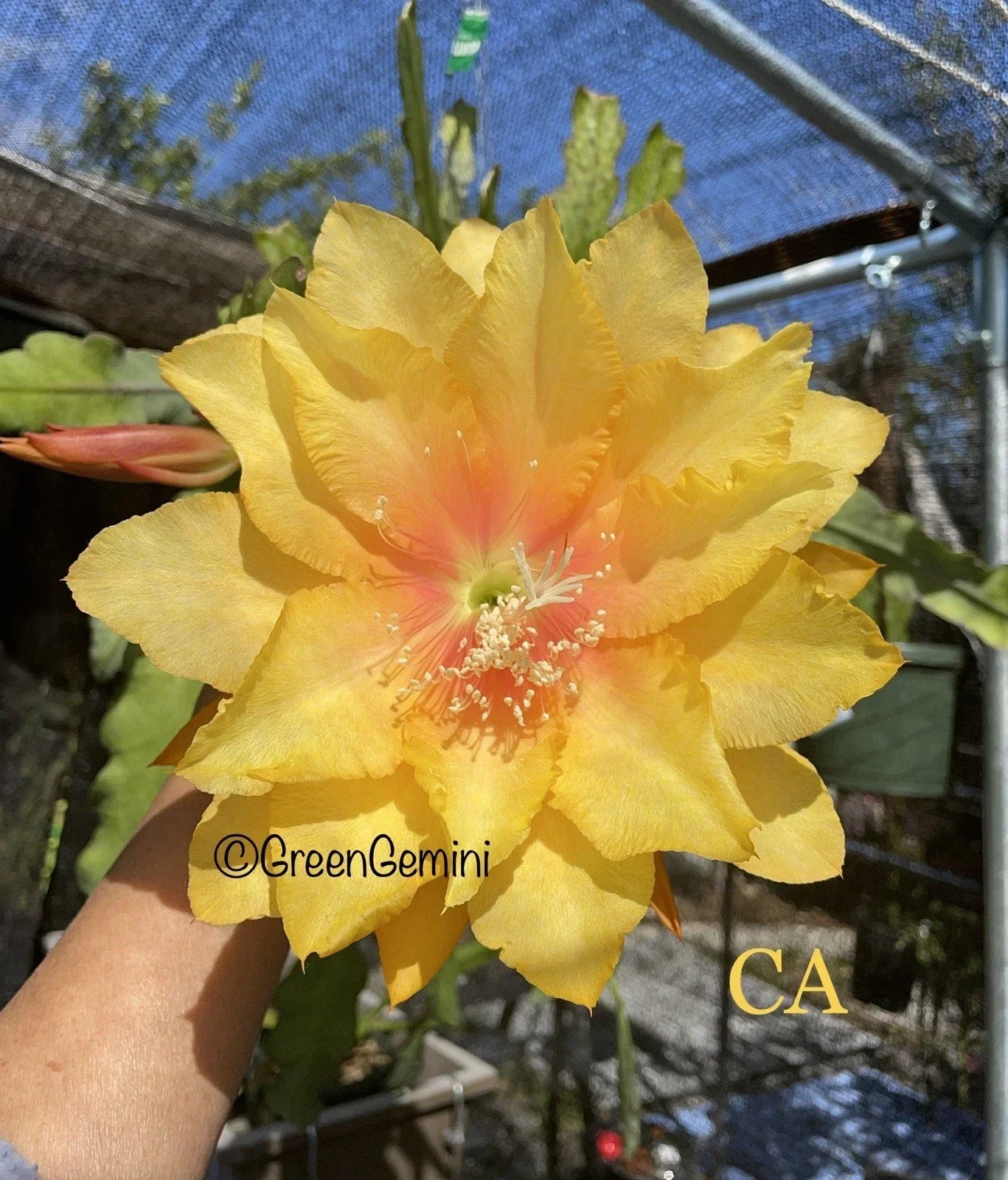 Epiphyllum Orchid Cactus Succulent Plant – CLARITY'S ABRAXAS Variety – Unique Indoor Houseplant with Vibrant Blooms