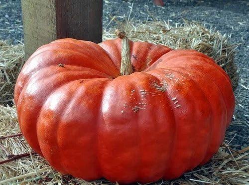Cinderella Pumpkin Seeds Pack of 20 - Heirloom Cucurbita pepo for Growing Flat Ribbed Orange Pumpkins