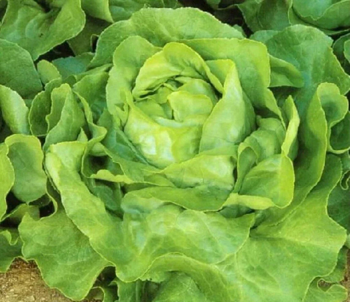White Boston Lettuce Seeds – Non-GMO Lactuca sativa Butterhead, 600+ Seeds for Home Gardening, Salad Greens, Container Planting