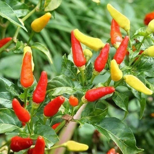 Tabasco Hot Pepper Seeds - Capsicum frutescens, Colorful, Spicy for Homemade Hot Sauce, Garden or Container Planting, 20-1000 Seeds