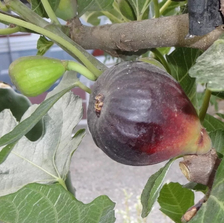 Petite Negri Fig Cuttings – Dwarf Ficus carica for Container Gardening, Zones 8-10, Sweet Edible Figs, 2 Pack