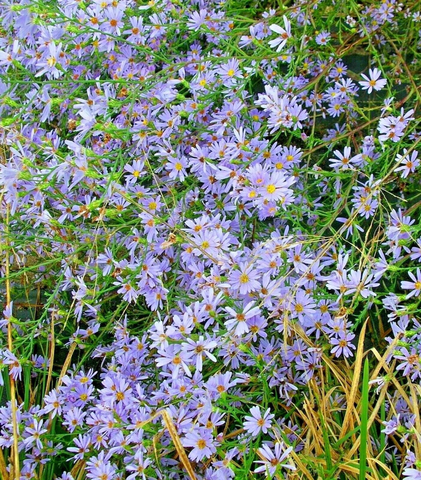 Sky Blue Aster Seeds - Perennial Wildflower for Garden, Pollinator Attracting, Symphyotrichum oolentangiense, 101+ Seeds