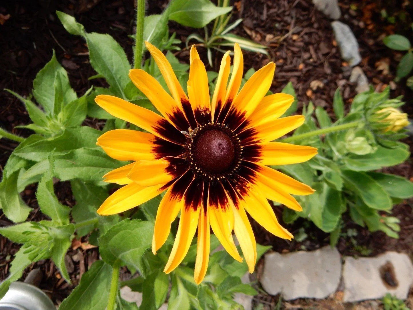 Echibeckia Summerina Yellow Perennial Plants – Vibrant Yellow Blooms, Drought-Tolerant, Attracts Pollinators, 3 Young Plants