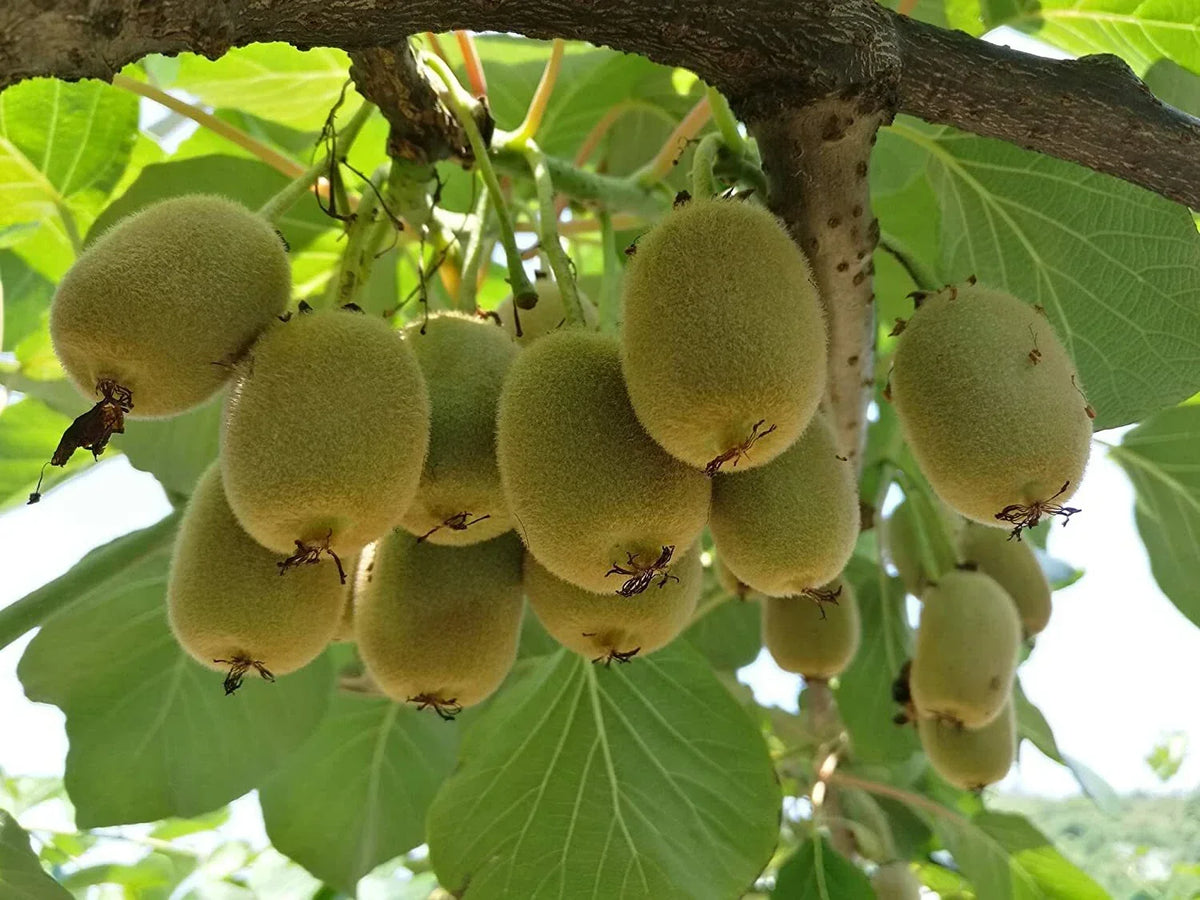 Bonsai Kiwi Tree Seeds - 50 Seeds - Actinidia Chinensis - Ideal for Gardening and Indoor Planting