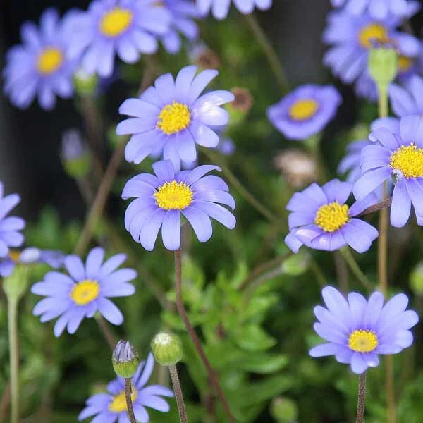Blue Marguerite Daisy Seeds - Felicia amelloides, 200+ Seeds for Garden, Blue Flowers, Attracts Pollinators, Easy to Grow