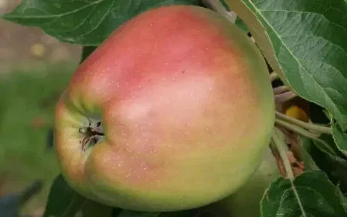 Arthur Turner Apple Seeds - 25+ Pack for Home Garden, Malus domestica, Heirloom, Non-GMO, USA Grown, Fruit Tree Seeds
