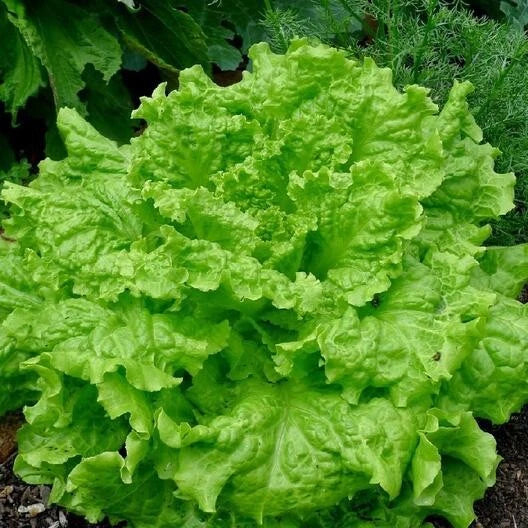 Black Seeded Simpson Lettuce Seeds - Organic Non-GMO Vegetable Seeds for Salad & Garden, Lactuca sativa, Loose-Leaf, Pack of 100