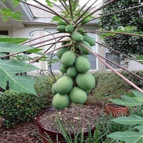 Papaya Seeds Pack of 10 - Solo Sunset Variety - Fast Growing Carica papaya Fruit Tree for Garden or Container