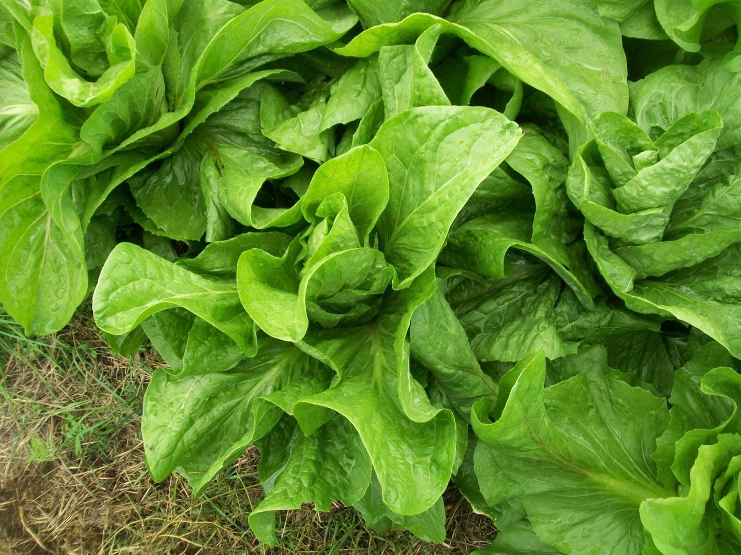 Sugar Loaf Endive Seeds - 750 Non-GMO Heirloom Cichorium endivia for Salad, Garnish & Cooking, Easy to Grow, Full Sun to Partial Shade