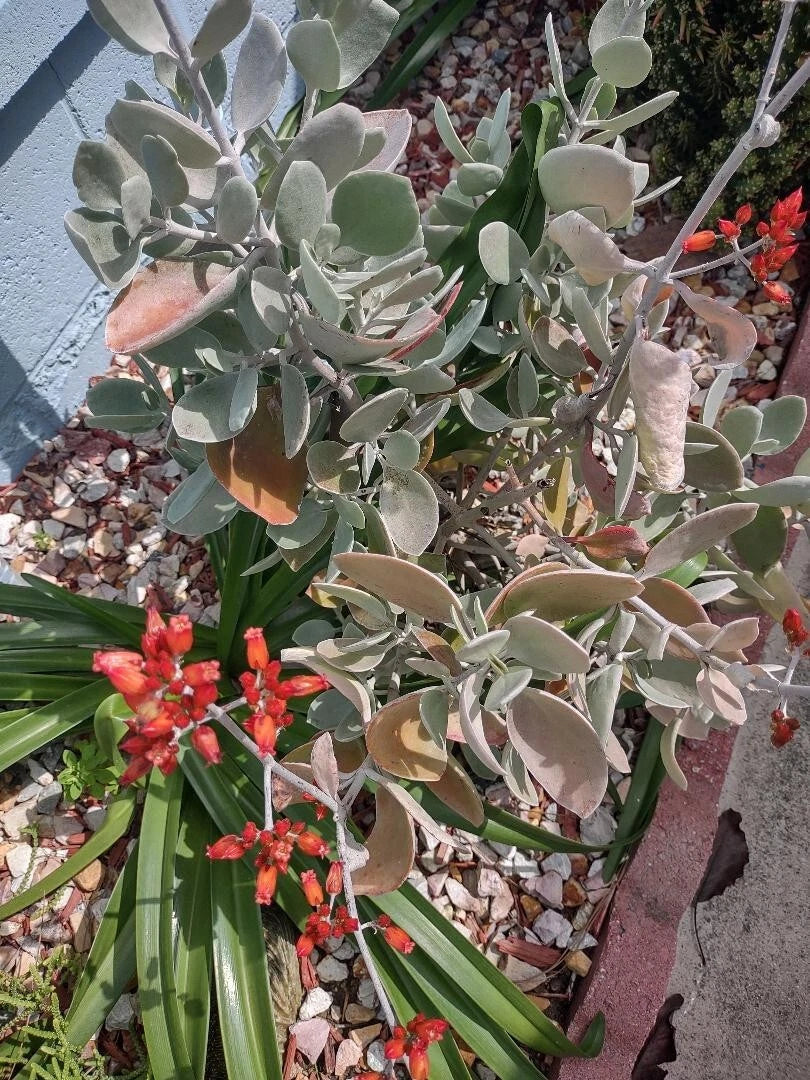 Cactus Cutting 14cm Succulent Plant Propagation Variety #14 Home Decor Easy Care