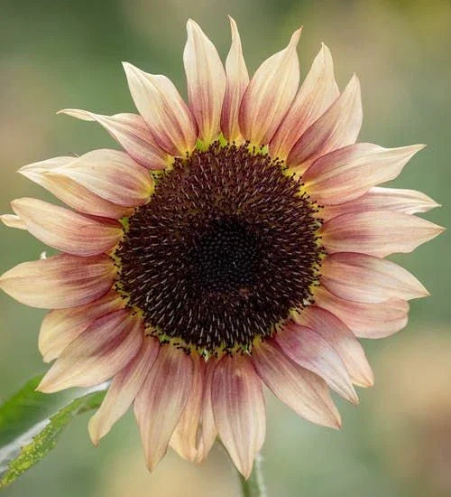 Sunflower Seeds Pack - Pro Cut Plum Variety - Helianthus annuus - Deep Burgundy Blooms for Gardens & Cut Flowers