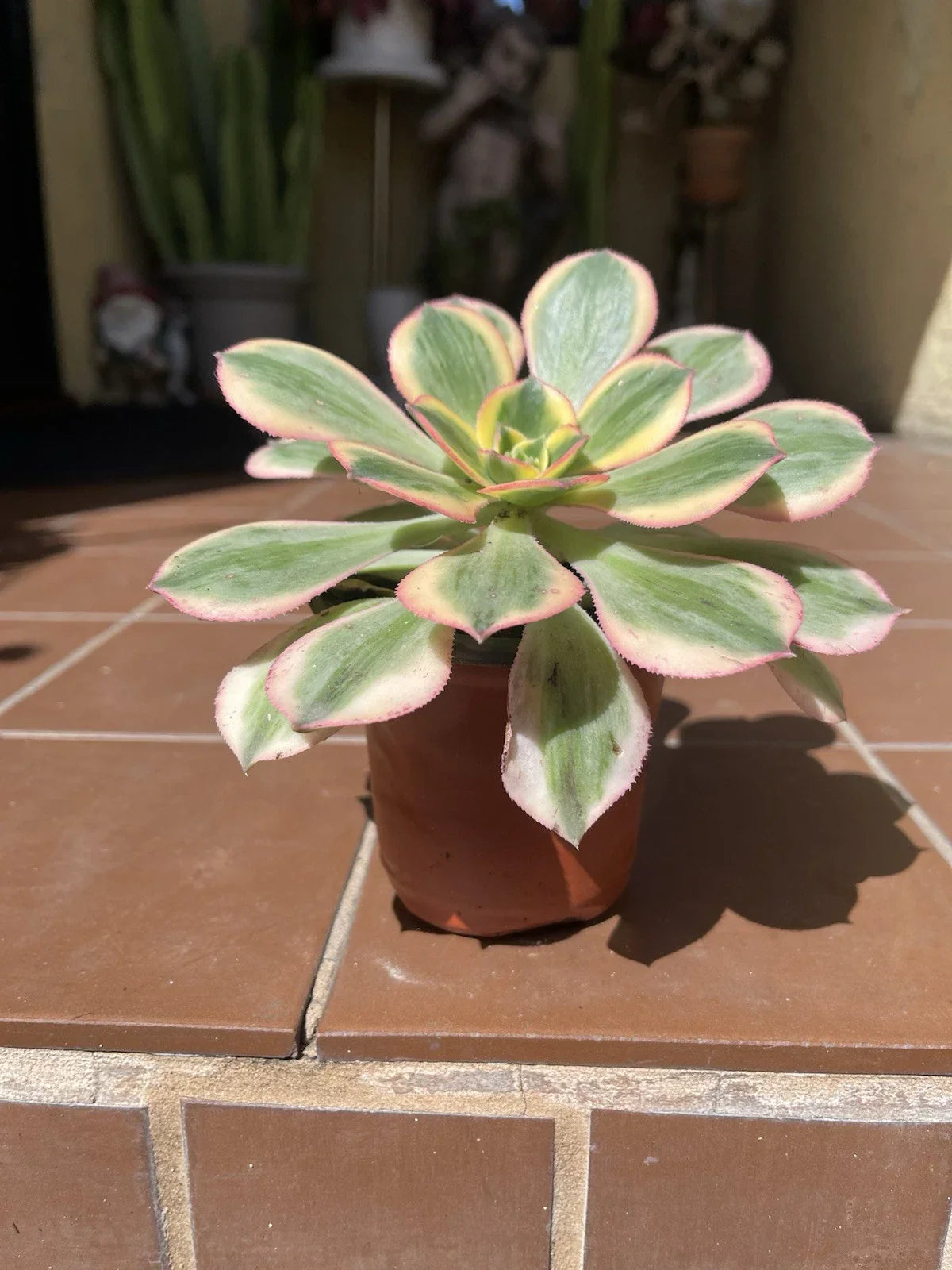 Aeonium Sunburst Succulent Cutting - Colorful Variegated Plant for Indoor & Outdoor Gardens