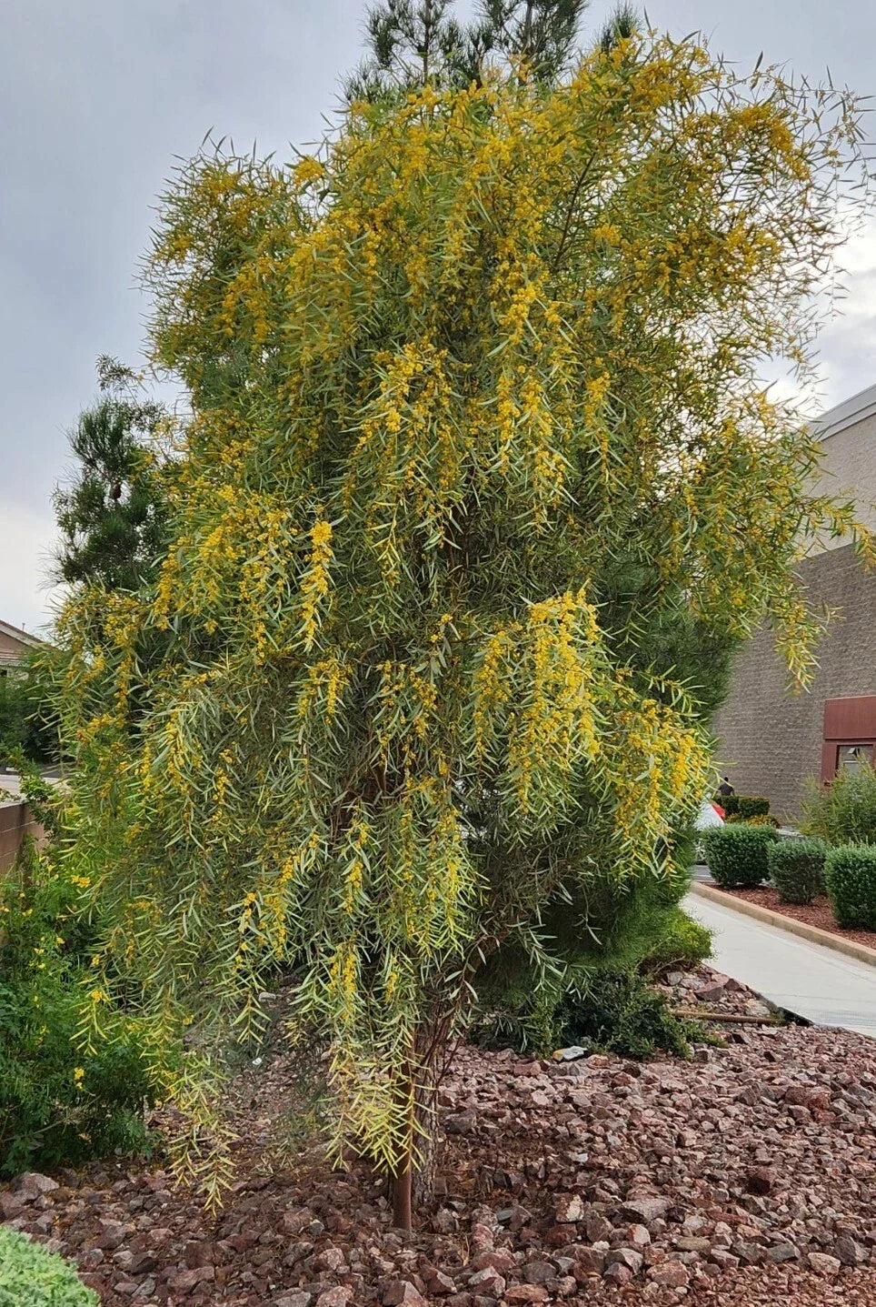 Acacia Saligna Seeds - 25 Orange Wattle Native Plant Seeds - Drought-Tolerant Australian Golden Wattle for Garden, Landscape & Pollinator Attracting