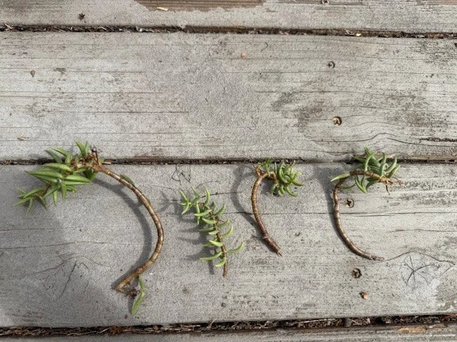 Pine Tree Succulent Cuttings 4-Pack, Cactus Propagation, Indoor Gardening, Easy to Root, Unique Pine Shape, Miniature Forest Plants