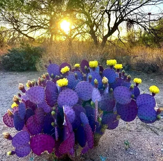 Purple Cactus Seeds 10 Pack Opuntia Santa Rita Prickly Pear Fruit Rare Hardy Succulent for Garden & Xeriscaping