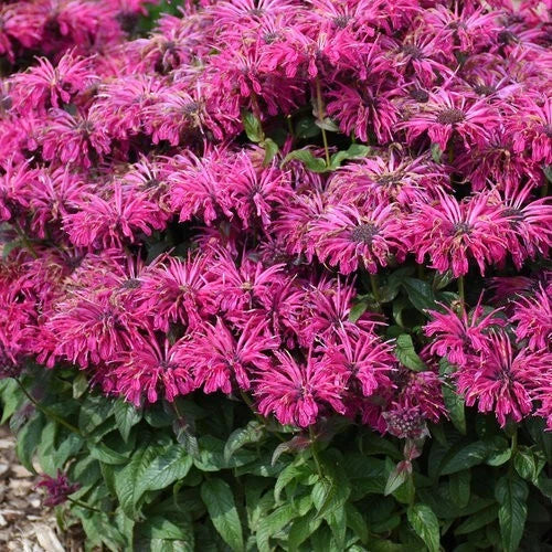 Razzleberry Bee Balm Seeds - 100 Count Monarda Didyma Hummingbird & Butterfly Flower Seeds for Garden Beds & Borders
