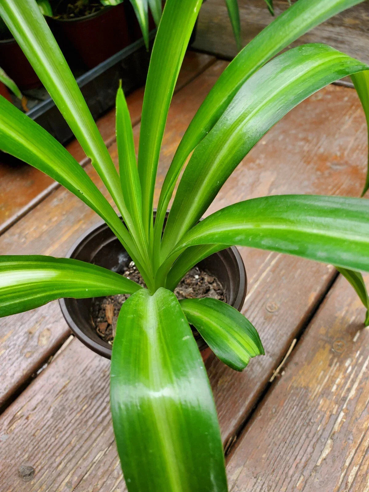 Rooted Spider Plant in Pot - Solid Green Chlorophytum comosum, 8-10" Tall, Indoor Air-Purifying Houseplant