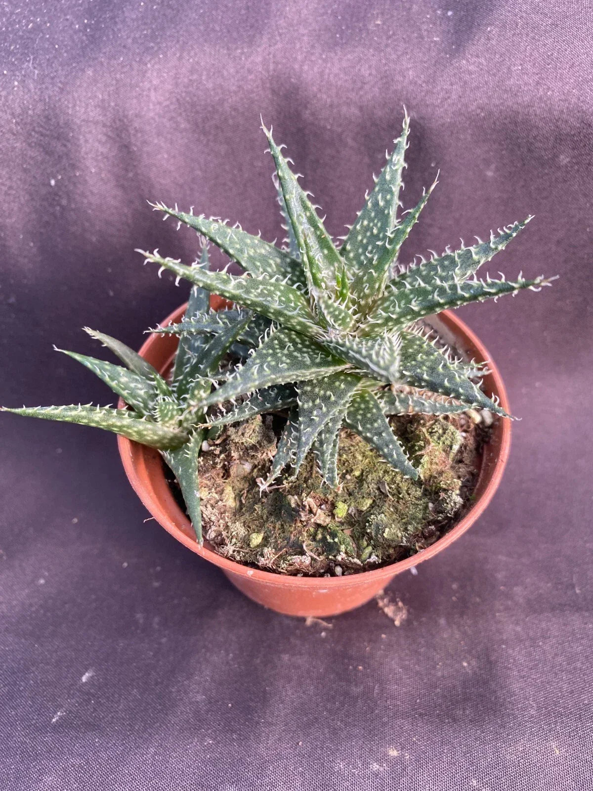 Dwarf Aloe Plant in 3" Pot, Aloe haworthioides, Succulent, Indoor Low Maintenance Houseplant, Home Decor, Unique Textured Leaves