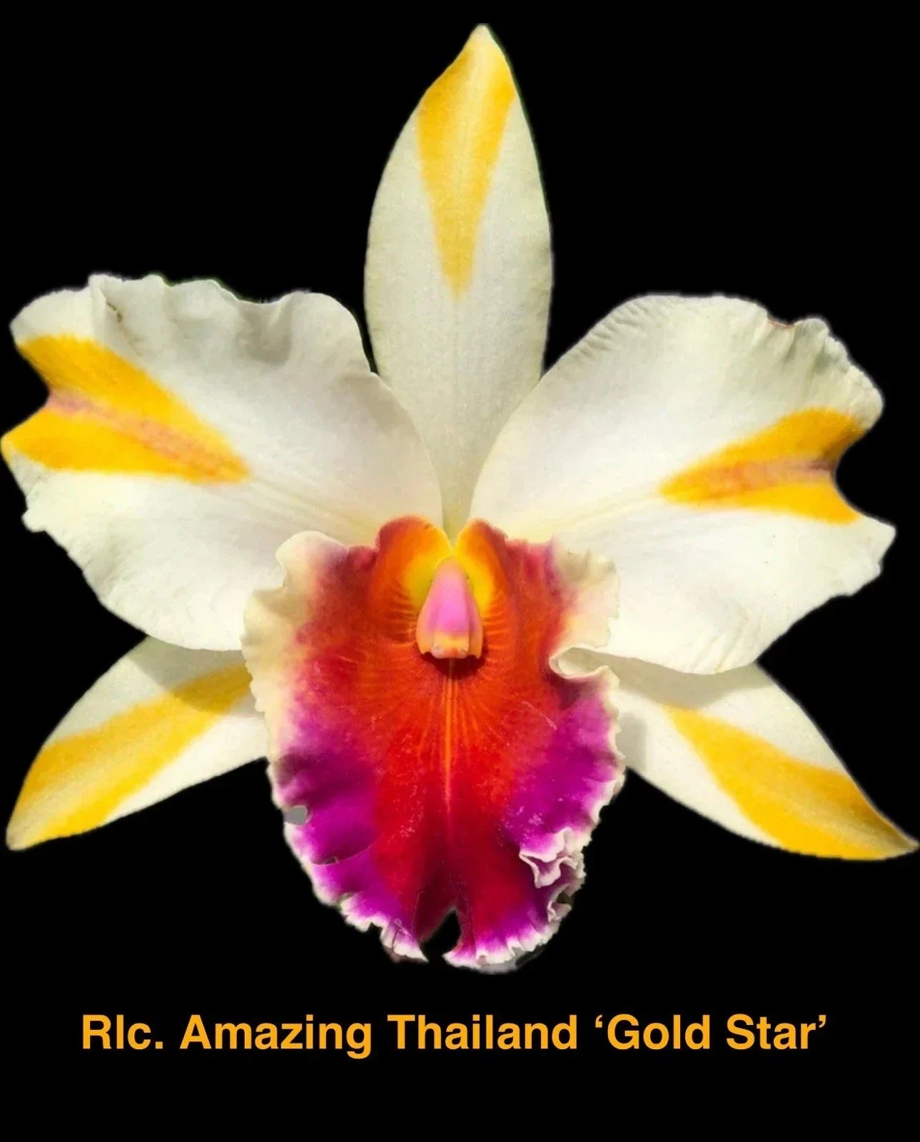 Rhyncholaeliocattleya Orchid Plant 4-Inch Amazing Thailand ‘Gold Star’ with Golden-Yellow Blooms, Fragrant, Indoor/Outdoor