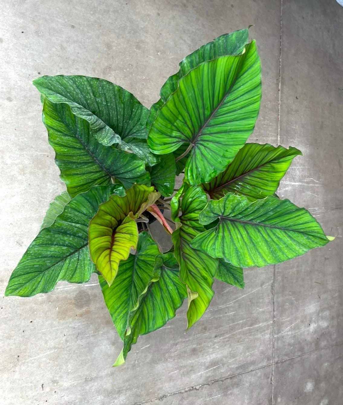 Adelonema Red Velvet Plant - 3" Rooted Foliage Indoor Houseplant, Aglaonema Hybrid, Low Light, Easy Care, Air Purifying