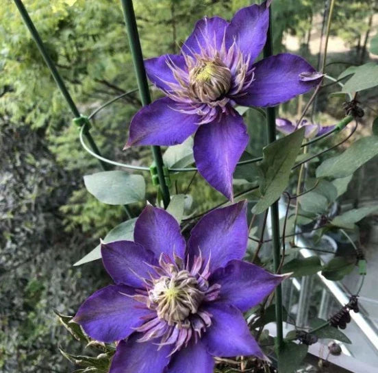 Purple Clematis Seeds - Perennial Climbing Vine with Large Blooms - Clematis 'Jackmanii' - Garden Flower Seeds