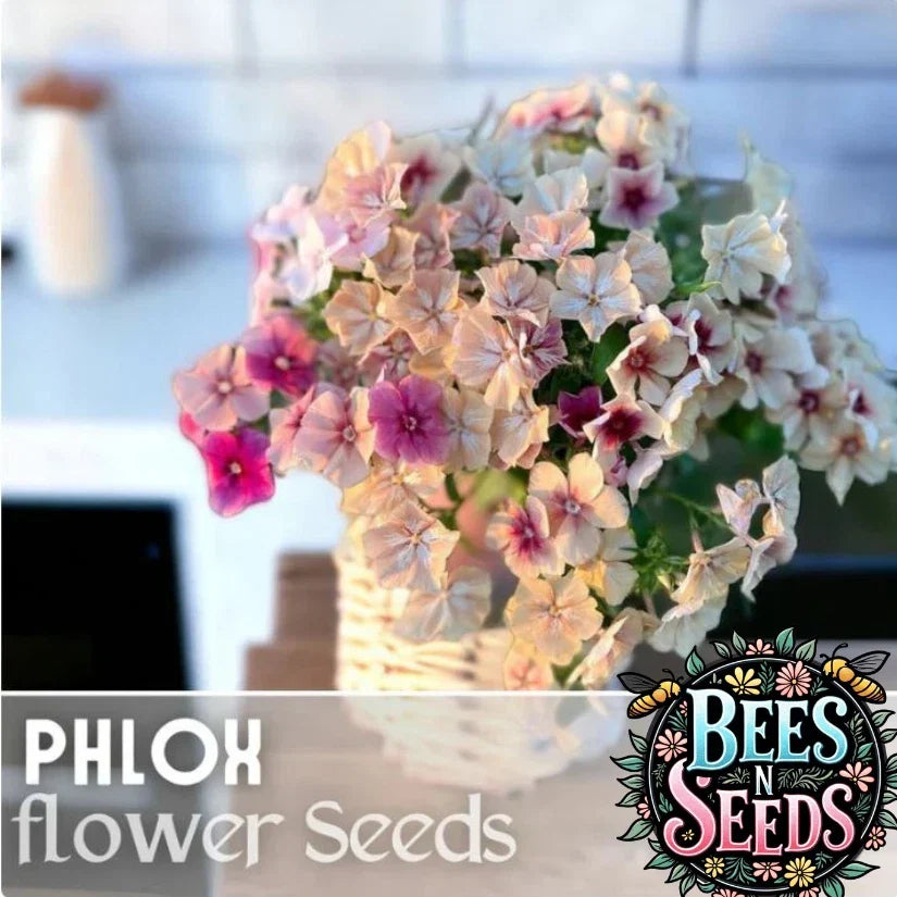 Phlox Seeds 125 Packets - Strawberry Peach Color - Annual Garden Flower - Phlox paniculata for Borders & Containers