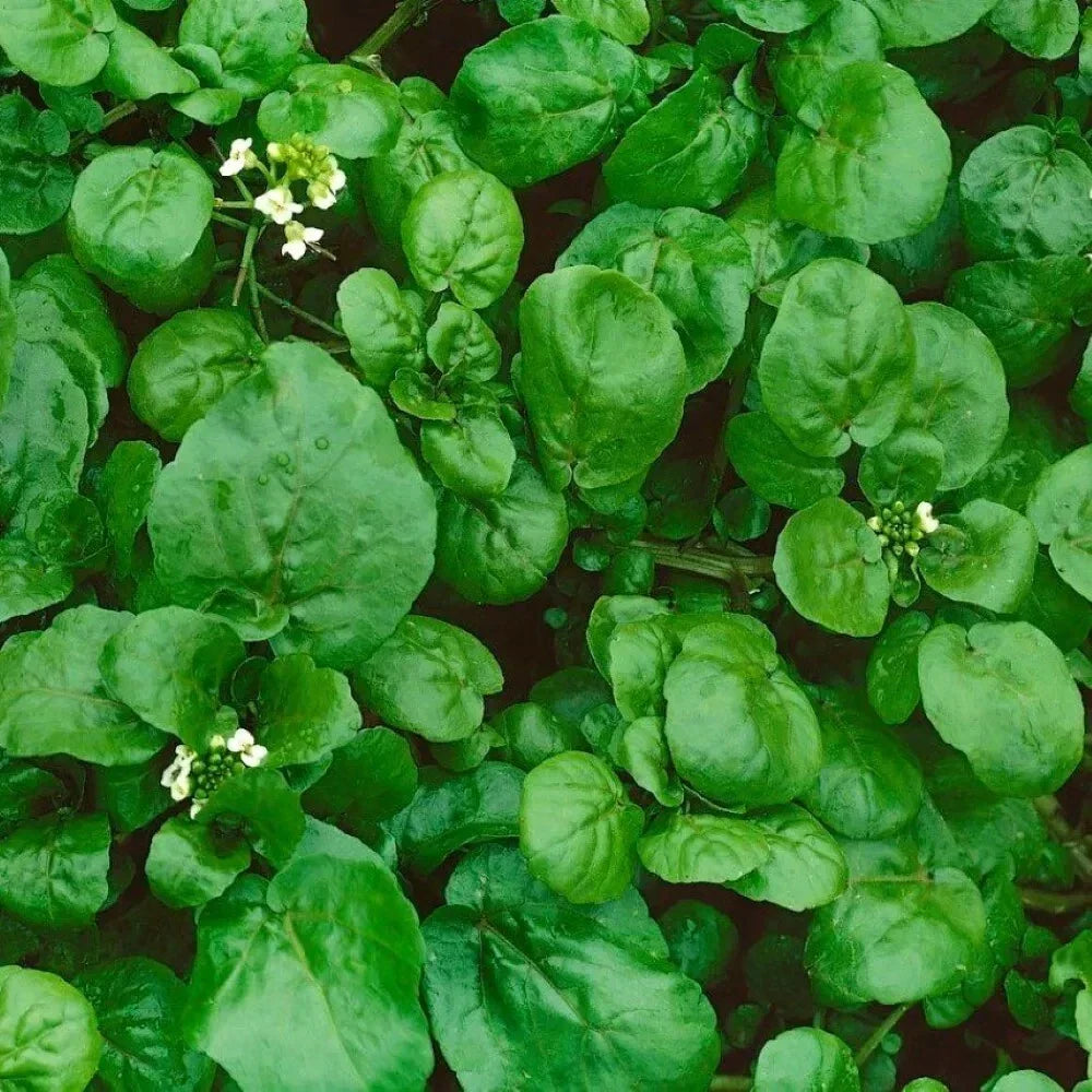 Watercress Seeds - Organic Non-GMO Heirloom Nasturtium officinale for Gardening, Salad & Garnishes, 1200+ Seeds