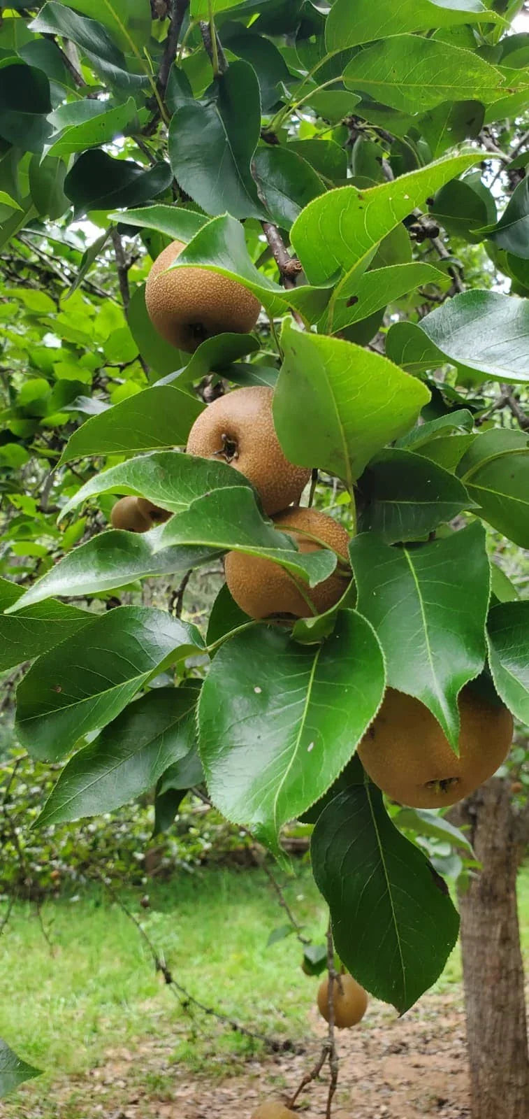 Asian Round Pear Tree Cuttings – 10 Healthy Pyrus pyrifolia Rooting & Grafting Propagation Material