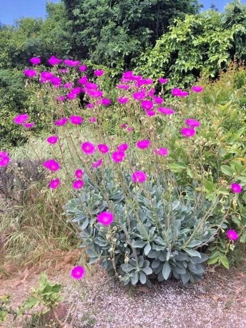 Rock Purslane Cuttings 6 Magenta Purple Blooms Calandrinia Spectabilis Perennial Ground Cover