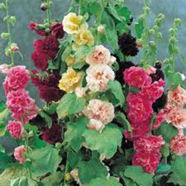 Hollyhock Seeds 500 Pack - Pink, Red & Yellow Alcea rosea for Borders, Cottage Gardens & Cut Flowers