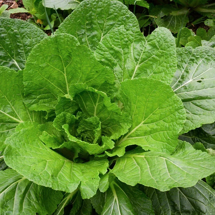 Florida Broadleaf Mustard Green Seeds - Non-GMO Brassica juncea for Spring & Fall Planting - Over 600 Seeds for Bountiful Harvest