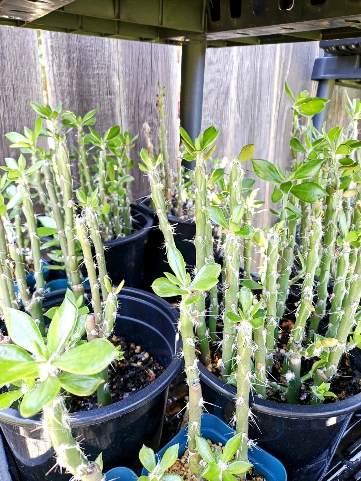 Pereskiopsis spathulata Grafting Stock Cactus – 4" Rooted Two Pack for Grafting and Propagation