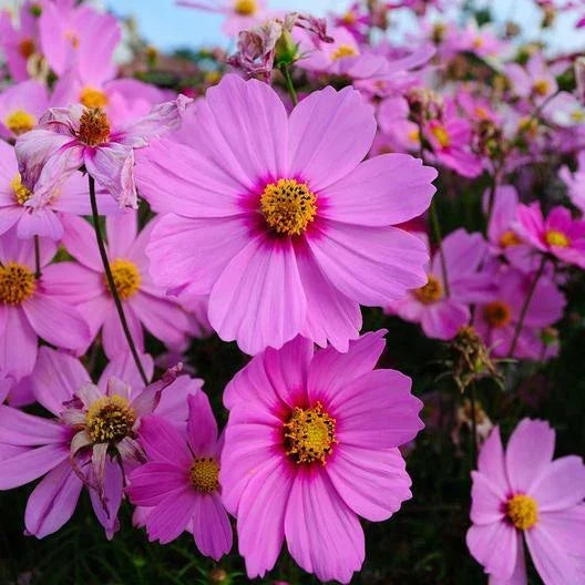 Cosmos Seeds - 200 Non-GMO Heirloom Pink Flowers - Cosmos bipinnatus 'Radiance' for Gardens, Borders, and Cut Flowers