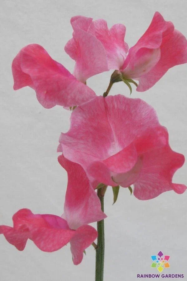 Tara Sweet Pea Seeds - Organic Climbing Flower Seeds for Garden, Lathyrus odoratus, 50+ Non-GMO Seeds for Pollinator Gardens