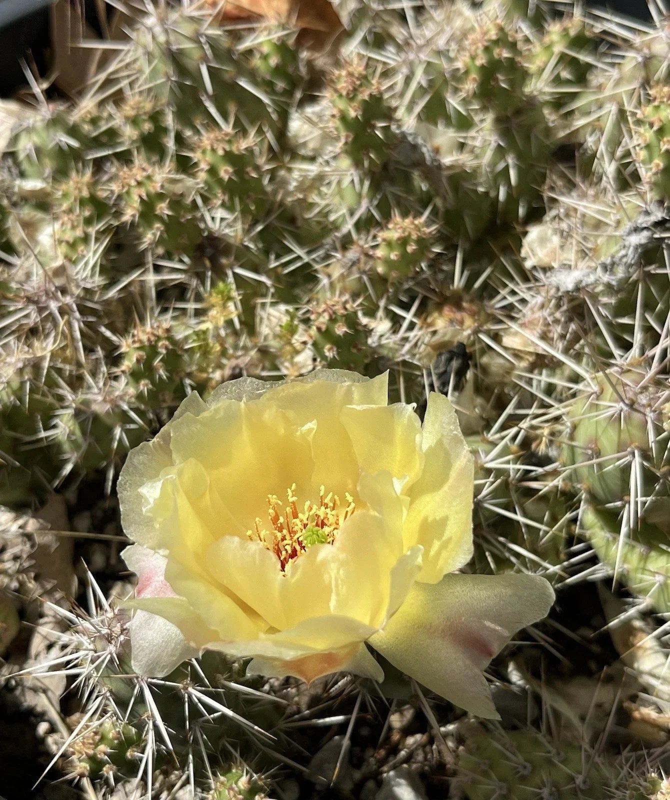 Brittle Prickly Pear Cactus Cutting 2" Opuntia fragilis Cold Hardy Succulent for Rock Gardens & Xeriscaping