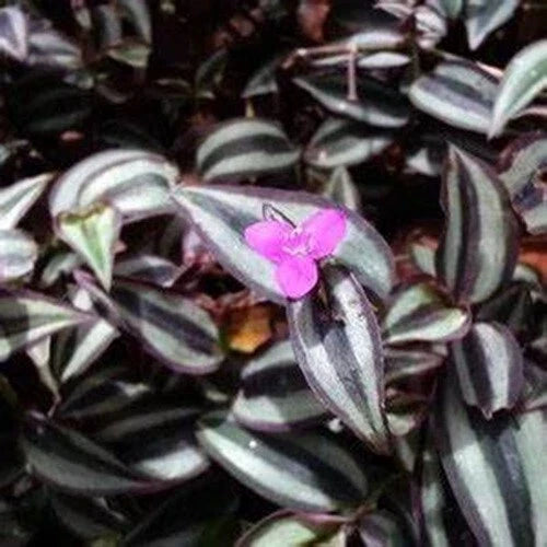 Tradescantia Zebrina Cuttings 50 Pack - Wandering Jew Houseplant for Indoor Gardening, Green & Purple Foliage