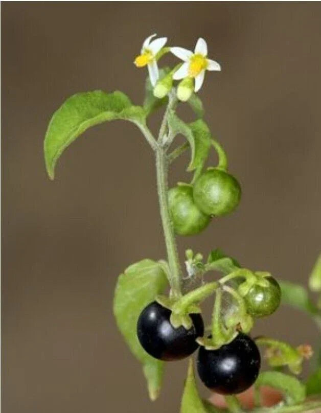 American Nightshade Seeds - 100+ Organic Seeds for Solanum nigrum/ptychanthum/Americanum - Non-GMO Gardening Essentials