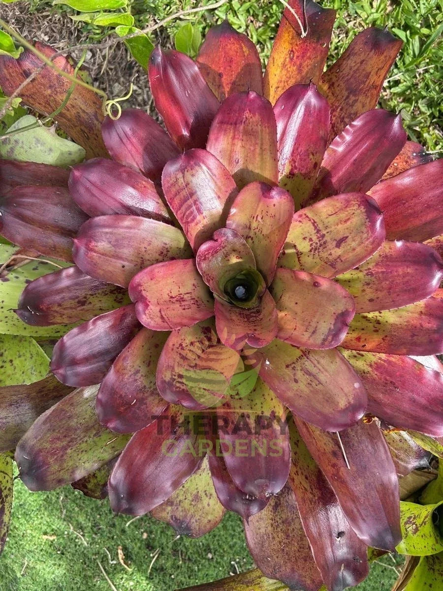 Bromeliad Plant - 6-Inch Potted Neoregelia Vinzant's 'Caramac' Tropical Indoor Houseplant, Colorful Foliage