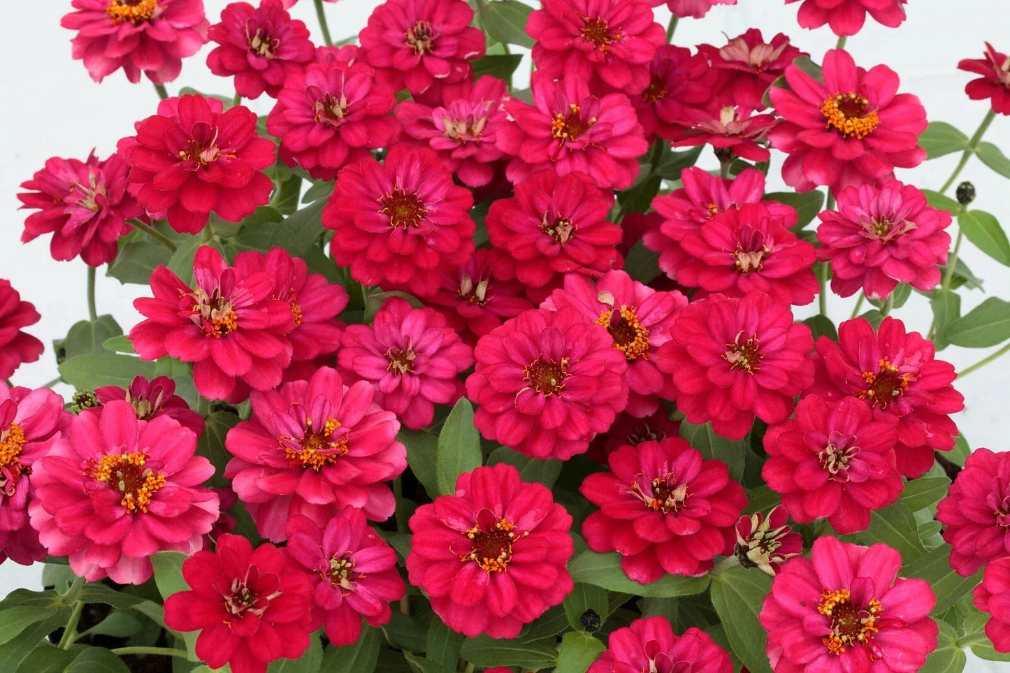 Profusion Double Hot Cherry Zinnia Seeds - 100+ Pack, Zinnia elegans, Bright Red Double Blooms, Garden Flowers, Butterfly Attractant, USA Grown