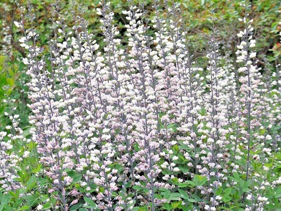 White Wild False Indigo Seeds - Native Perennial Baptisia alba, Nitrogen-Fixing, Drought-Tolerant, Pollinator Attractant, 50+ Seeds