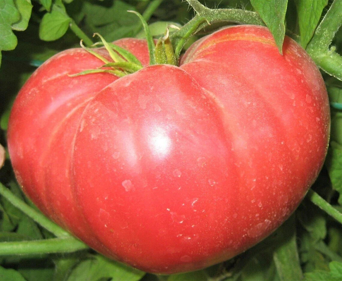 Beefsteak Tomato Seeds | Non-GMO Heirloom | Juicy, Large Fruit | Solanum lycopersicum | Vegetable Seeds for Garden & Container