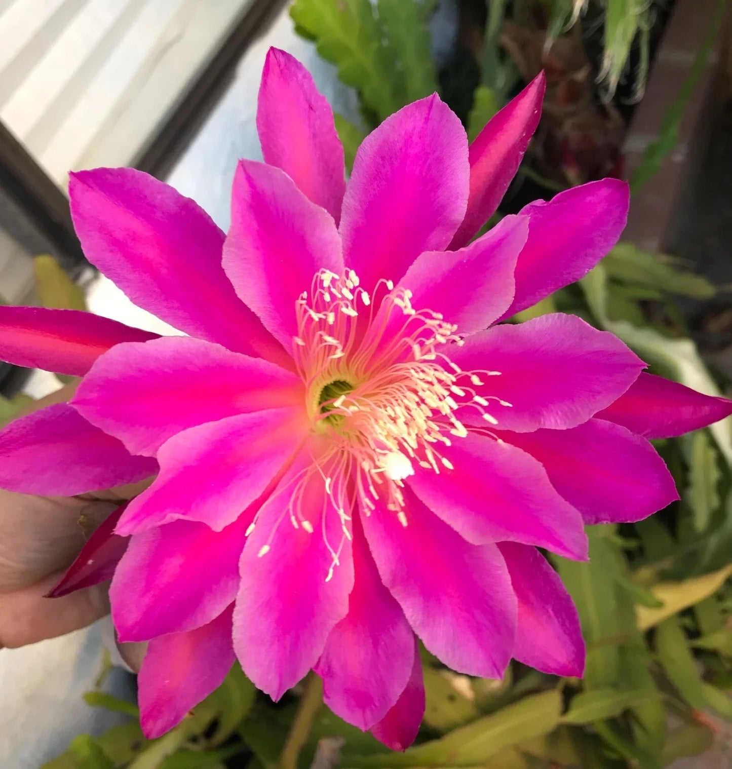 Epiphyllum Orchid Cactus Cutting 6-10" Magenta Blooms, Epiphyllum oxypetalum, Trailing, Indoor or Outdoor Plant