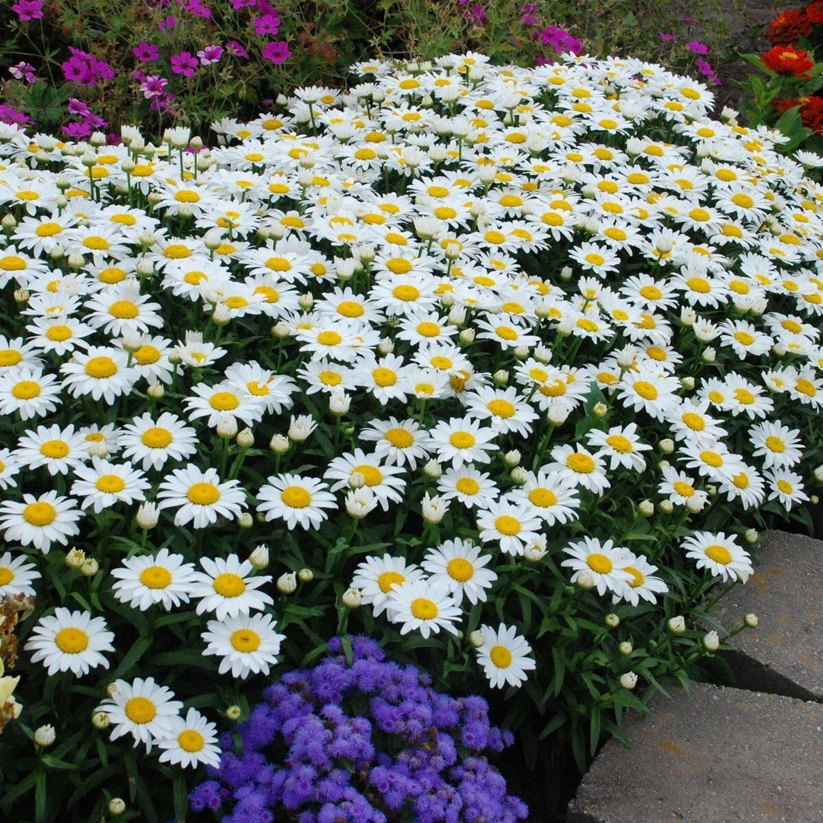 Shasta Daisy Seeds - 200+ Non-GMO Heirloom Leucanthemum × superbum for Pollinator Gardens, Borders, Cut Flowers