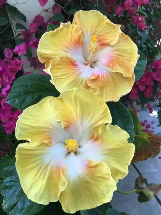 Flower Seeds - 20 Light Yellow White Perennial Seeds for Borders, Beds & Containers | Vibrant Garden Plants