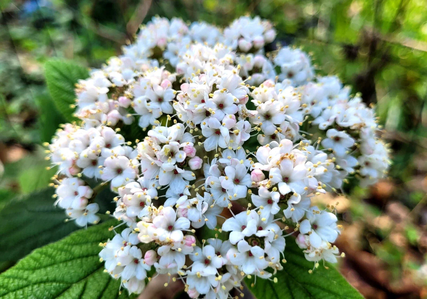 Viburnum Allegheny Starter Plant - Semi-Evergreen Hardy Flowering Bush for Landscaping - Viburnum x rhytidophylloides