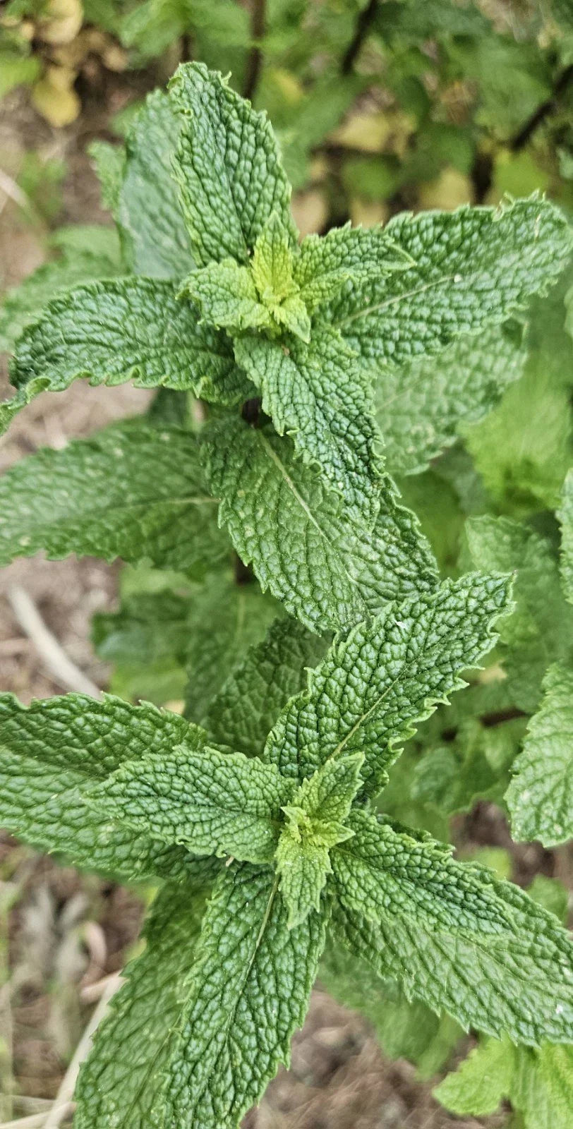 Live Peppermint Plants - 6 Bareroots, Rau Thom Mint, Mentha × piperita, Herb Garden Starter, Fresh Culinary & Medicinal Mint