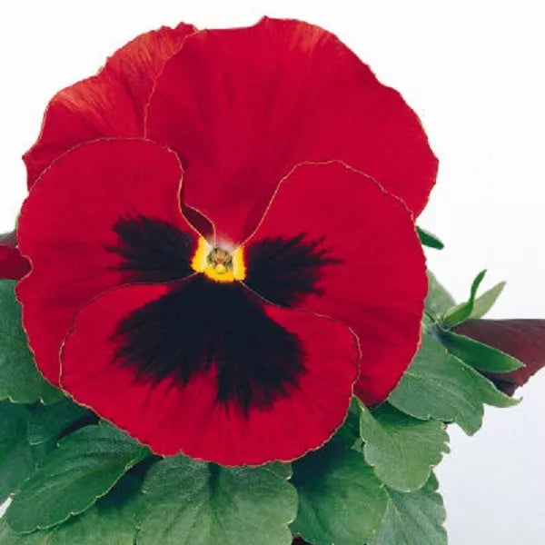 Pansy Seeds - 50 Count - Character Red Viola tricolor - Face Patterned Flower for Garden, Pots & Borders