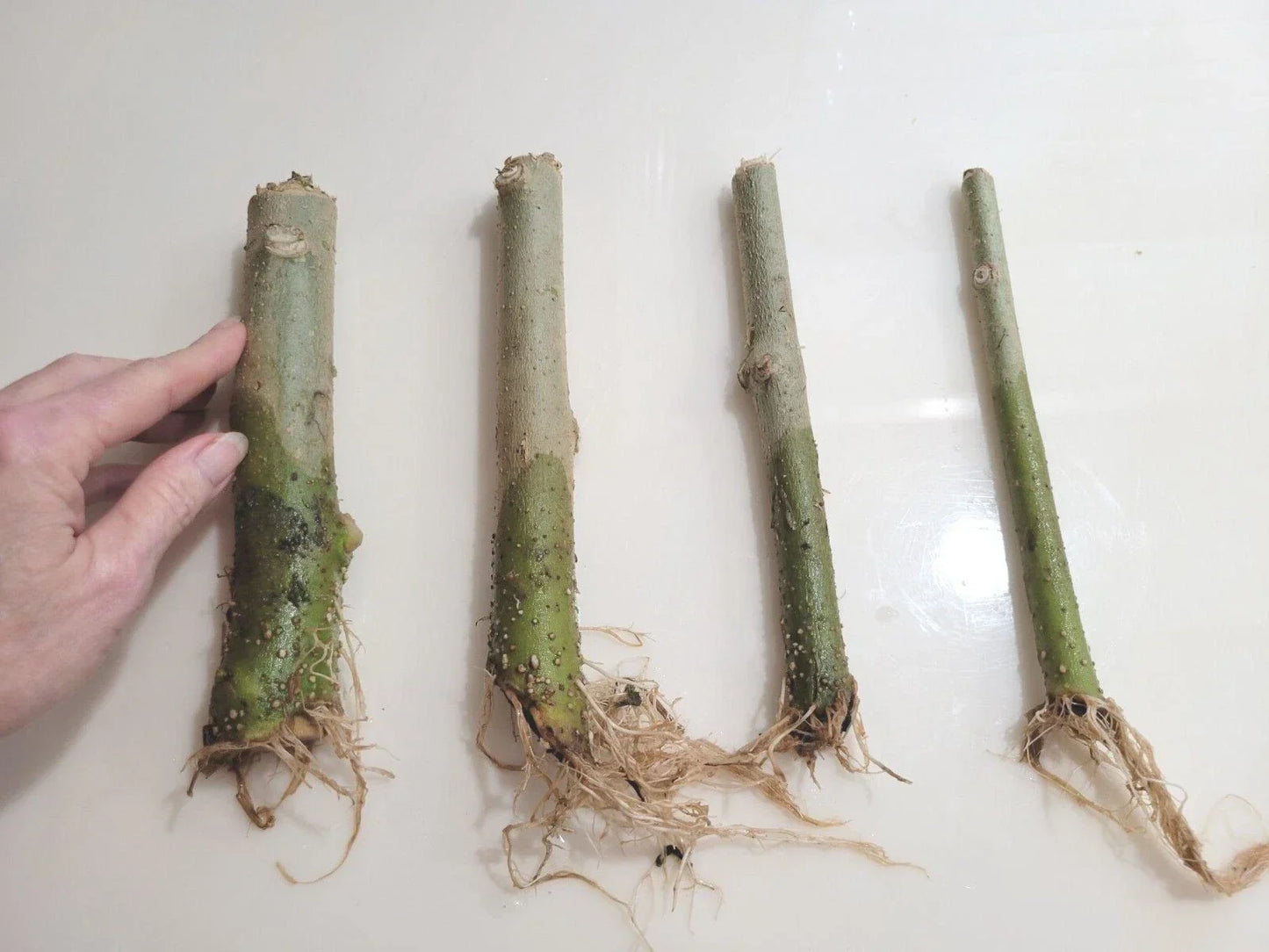 Rooted 7" Angel Trumpet Cuttings - Brugmansia spp. in Yellow, Pink, or White - Fragrant Summer Blooms for Garden or Pot